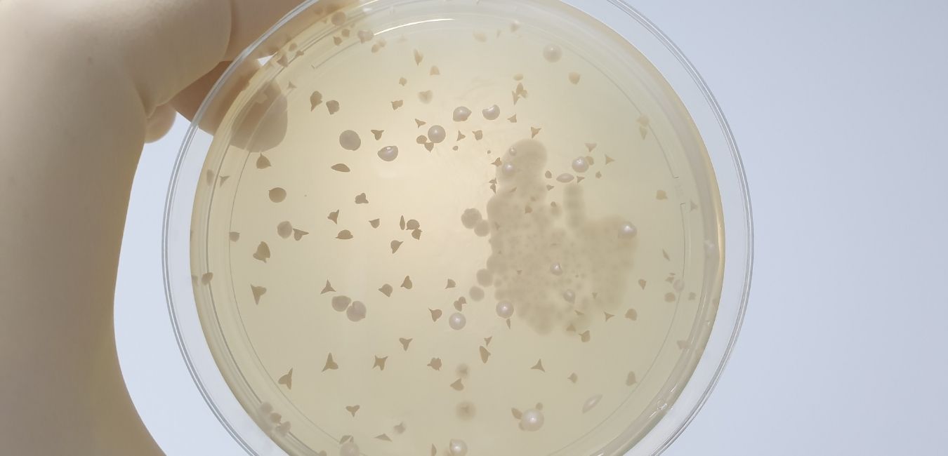 Wskazania do stosowania Saccharomyces boulardii